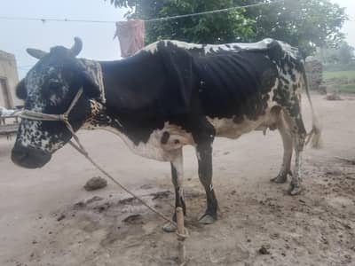 frieson chlistani cross cow for sale