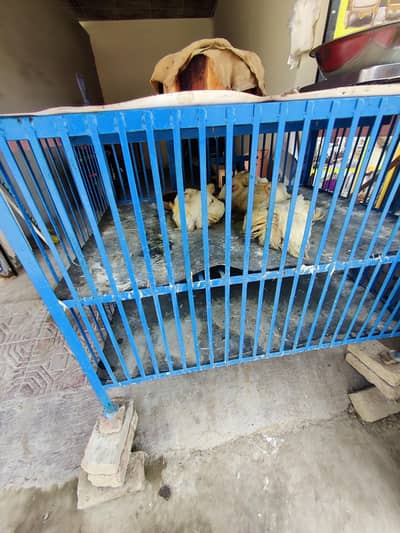 Hen cage Sale for shop