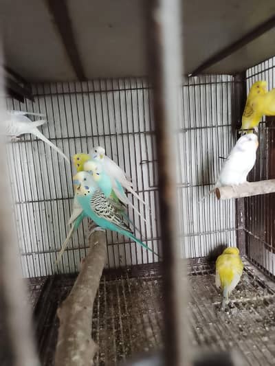 Australian parrots