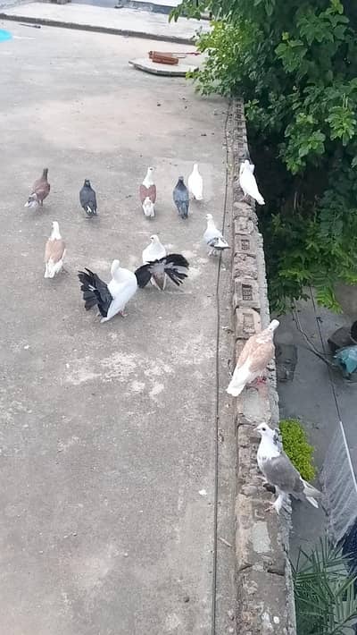Fancy pigeon