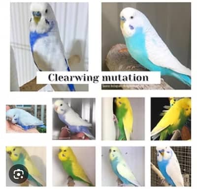 Australian Parrot / Budgies / Bajri Required