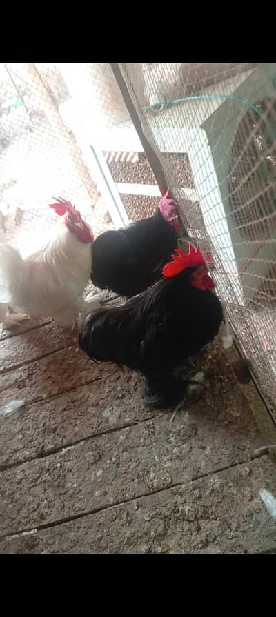 Bantam breeder males & Turky chicks