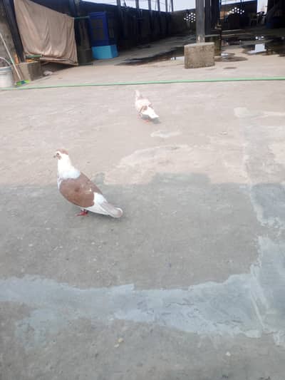 gr ka ladla Latha kbotr