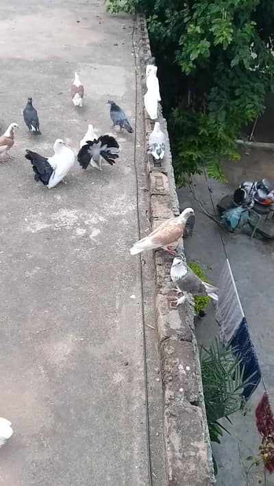 fancy pigeon