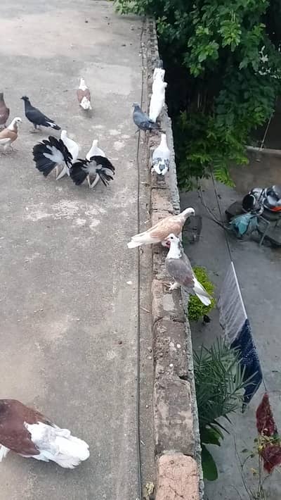 fancy pigeon