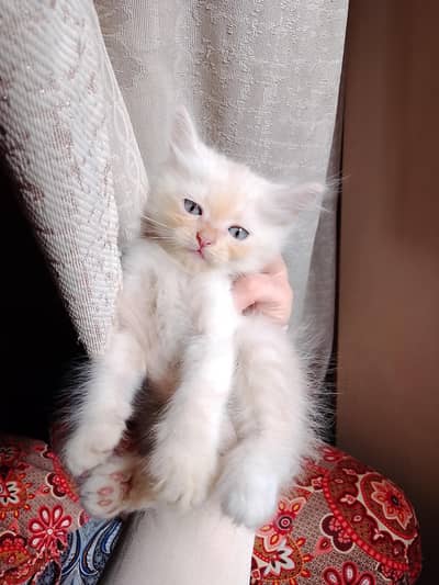 Persian male kitten available for sale