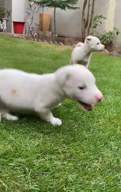 Russian dogs pair for sale location islamabad 03350763912