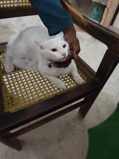 sell My cat male