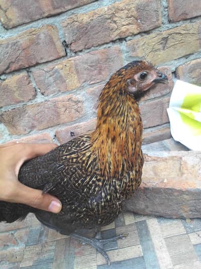 sale hen.