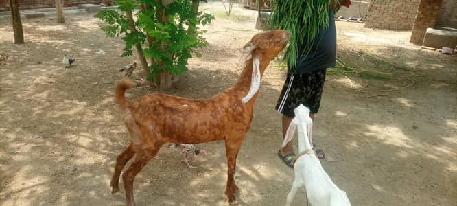 goat for sale