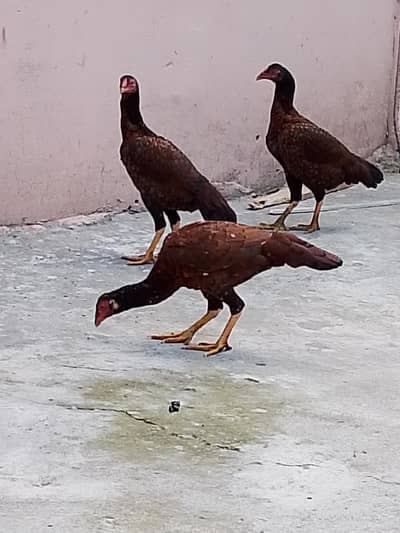 For sale