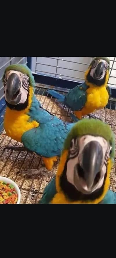 blue Macau parrot cheeks for sale 0370/7908/904