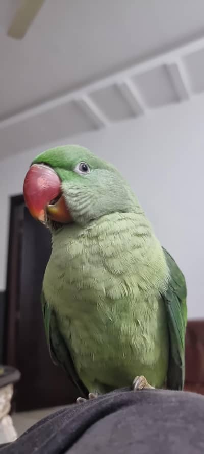 Talking Raw Parrot with Cage For Sale