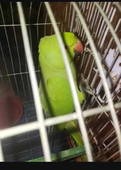Ringneck parrot for sale healthy and active