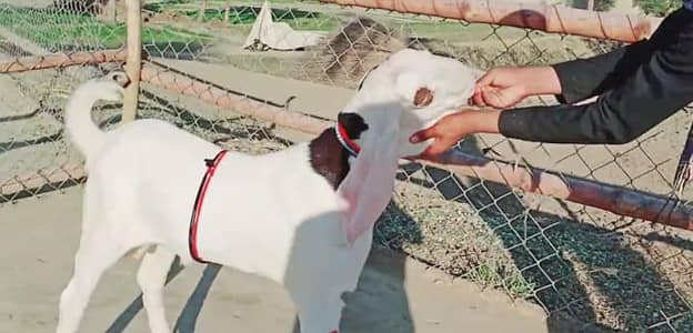 Bakra for sale 03371482889