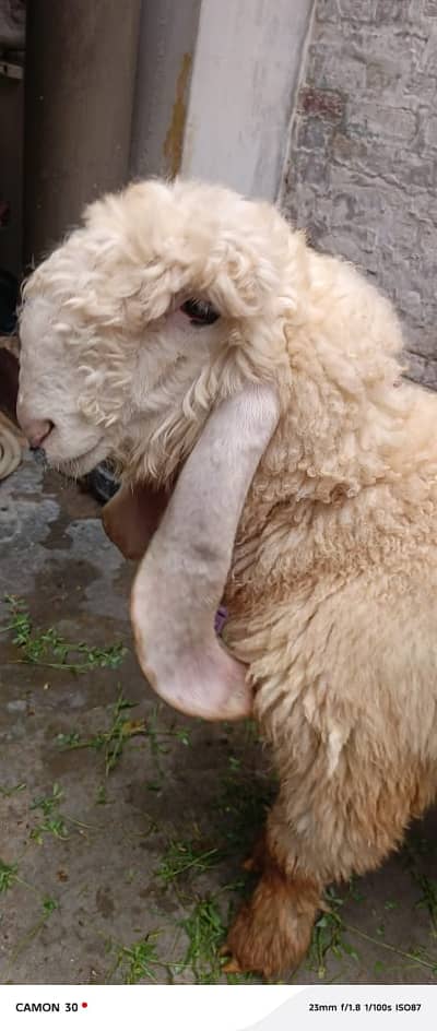 Kajli | sargoday kay kajle | Gulabi Kajla | goat | sheep