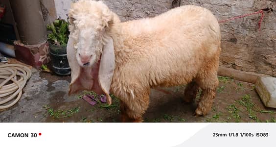 Kajli | sargoday kay kajle | Gulabi Kajla | goat | sheep