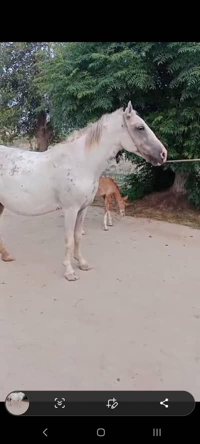 Beautiful Mare + Filli (5 Kalyan)