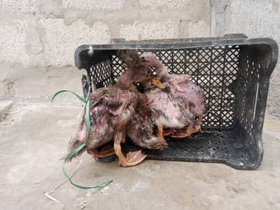 duck babies