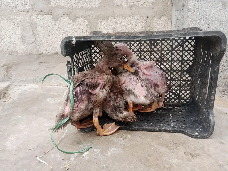 duck babies