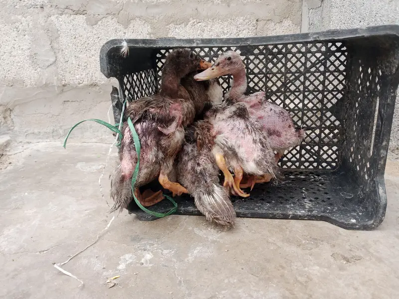 duck babies — photo 2