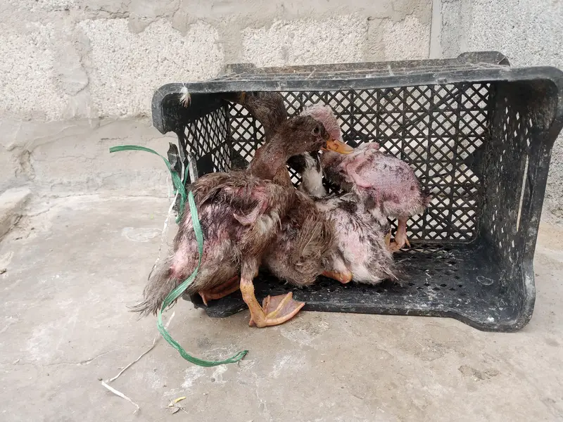 duck babies — photo 3