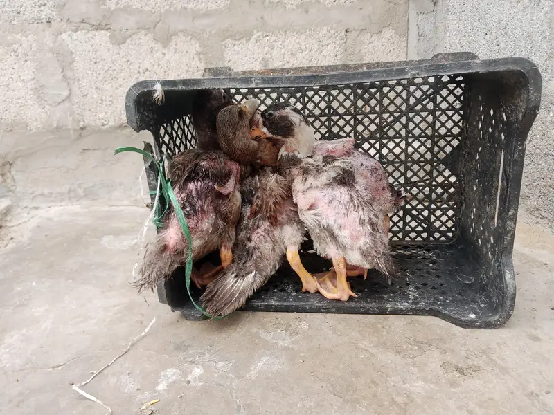 duck babies — photo 4