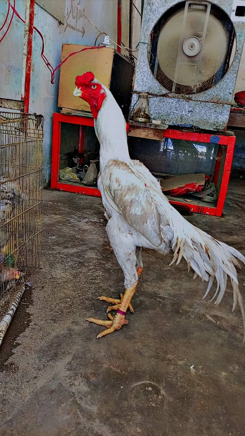 parrot beak and shamo cross pair for sale and chicks available - Hens ...