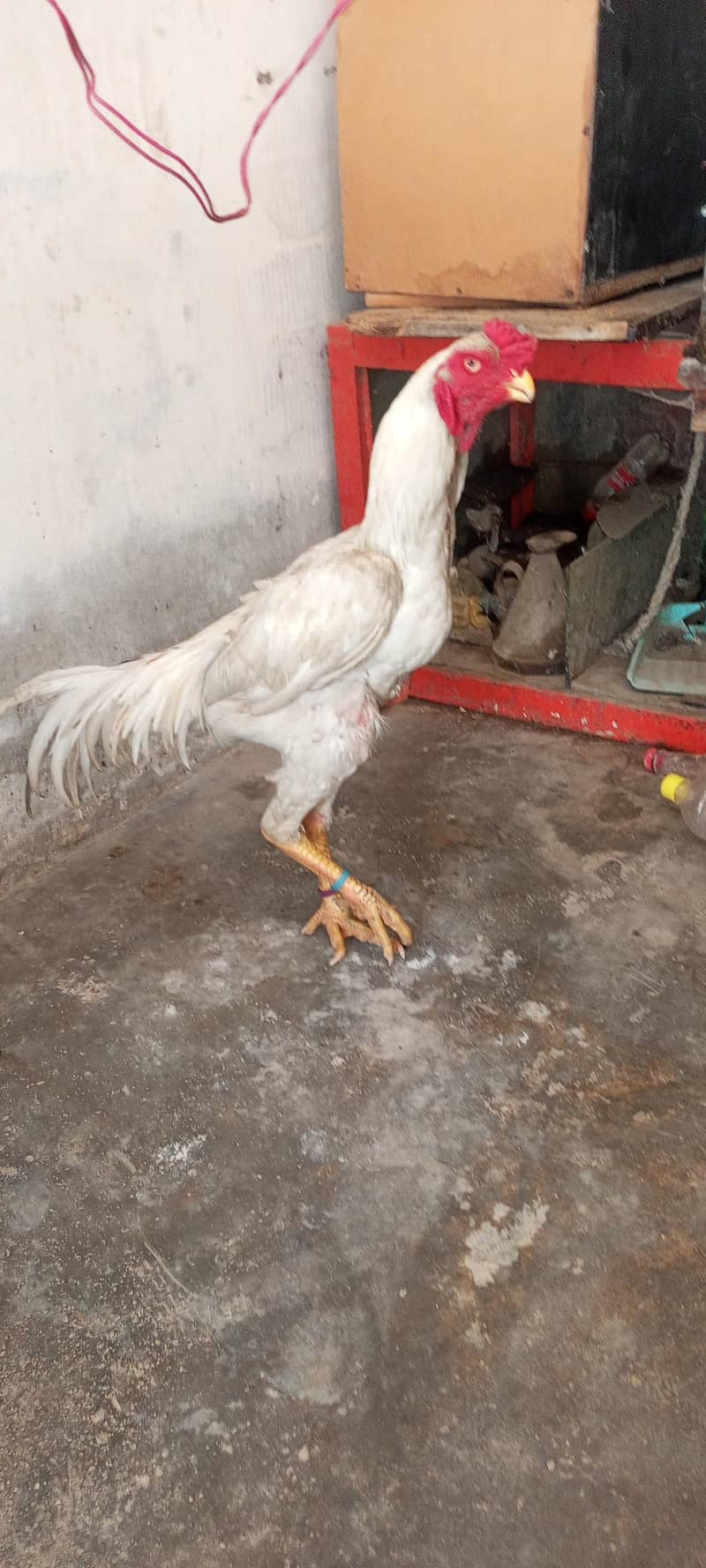parrot beak and shamo cross pair for sale and chicks available - Hens ...