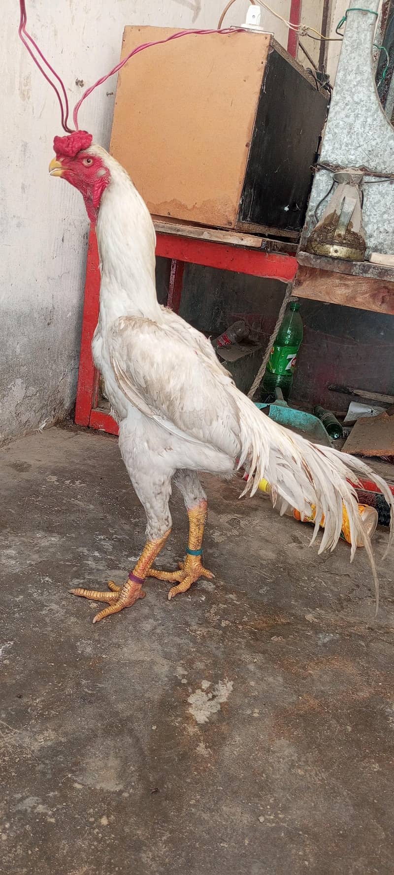 parrot beak and shamo cross pair for sale and chicks available - Hens ...