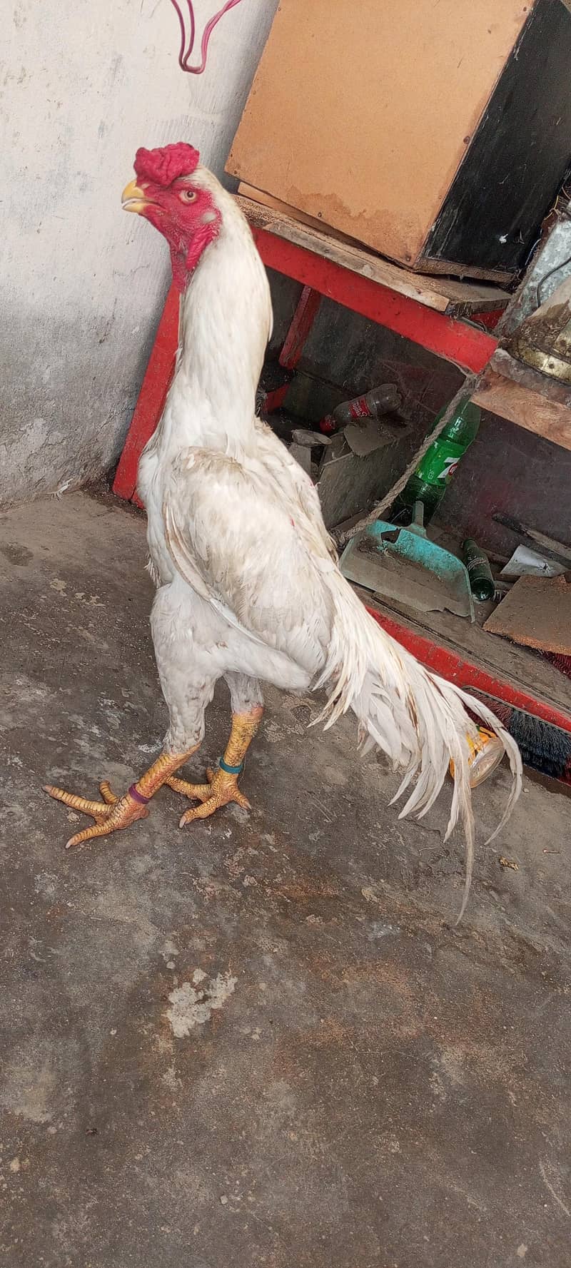 parrot beak and shamo cross pair for sale and chicks available - Hens ...