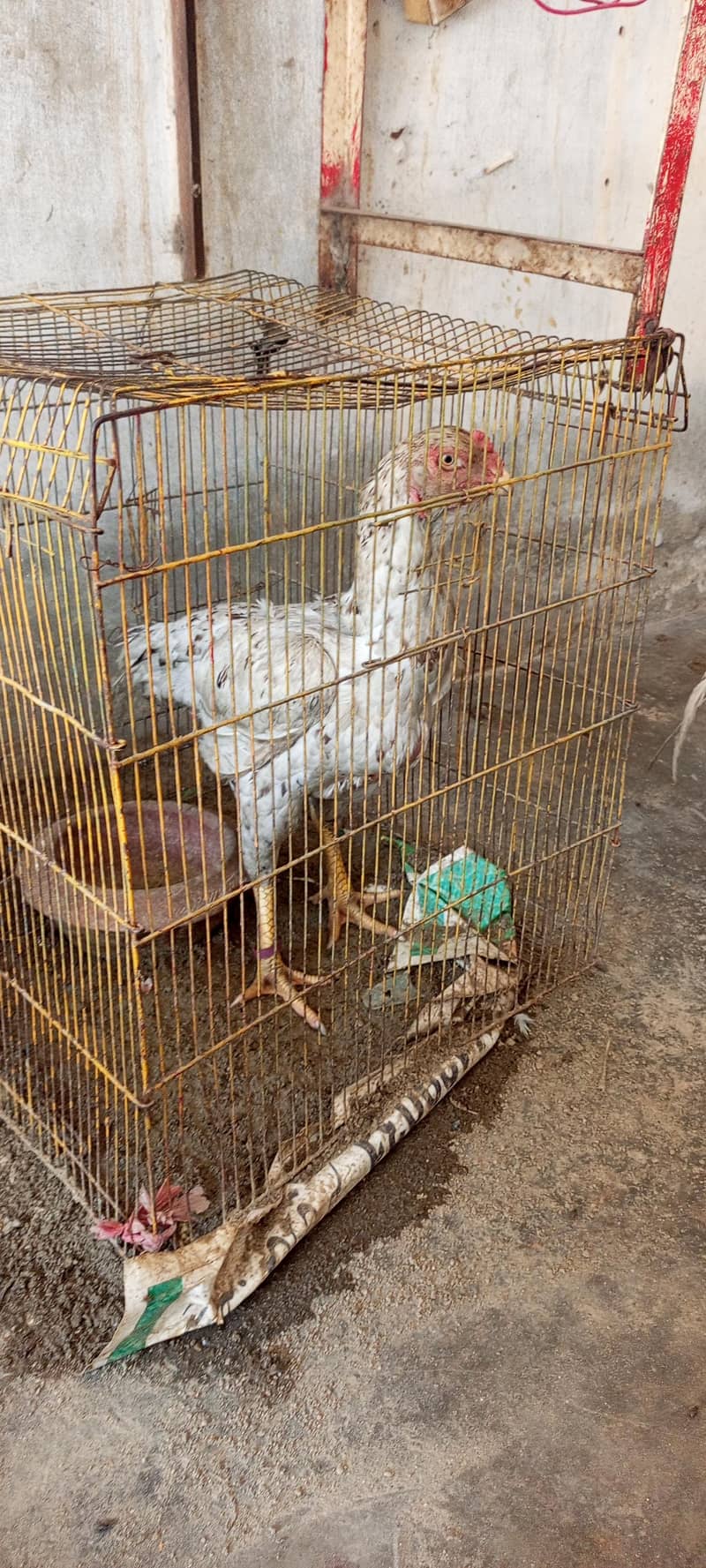 parrot beak and shamo cross pair for sale and chicks available - Hens ...