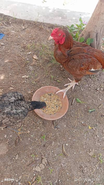 aseel pair for sale