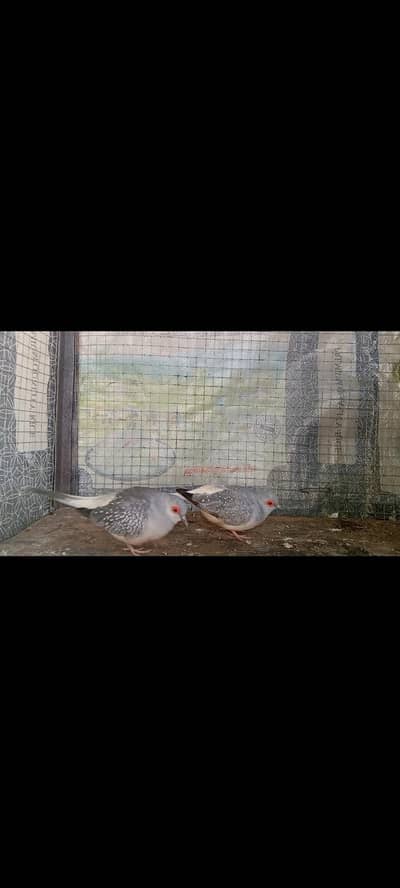Beautiful diamond dove pair