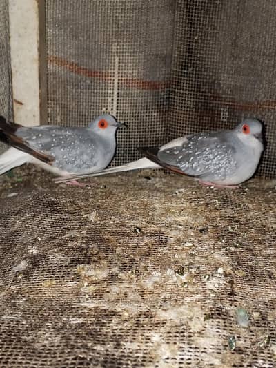 Beautiful diamond dove pair