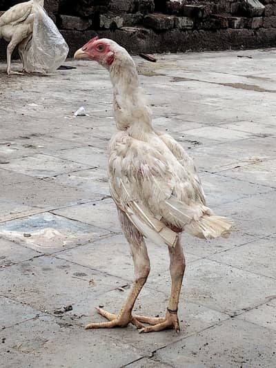 aseel hen for sale