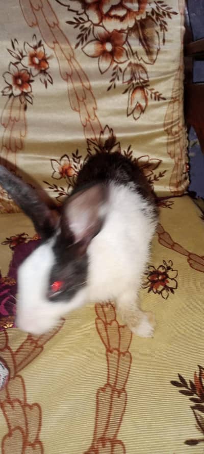Rabbit baby