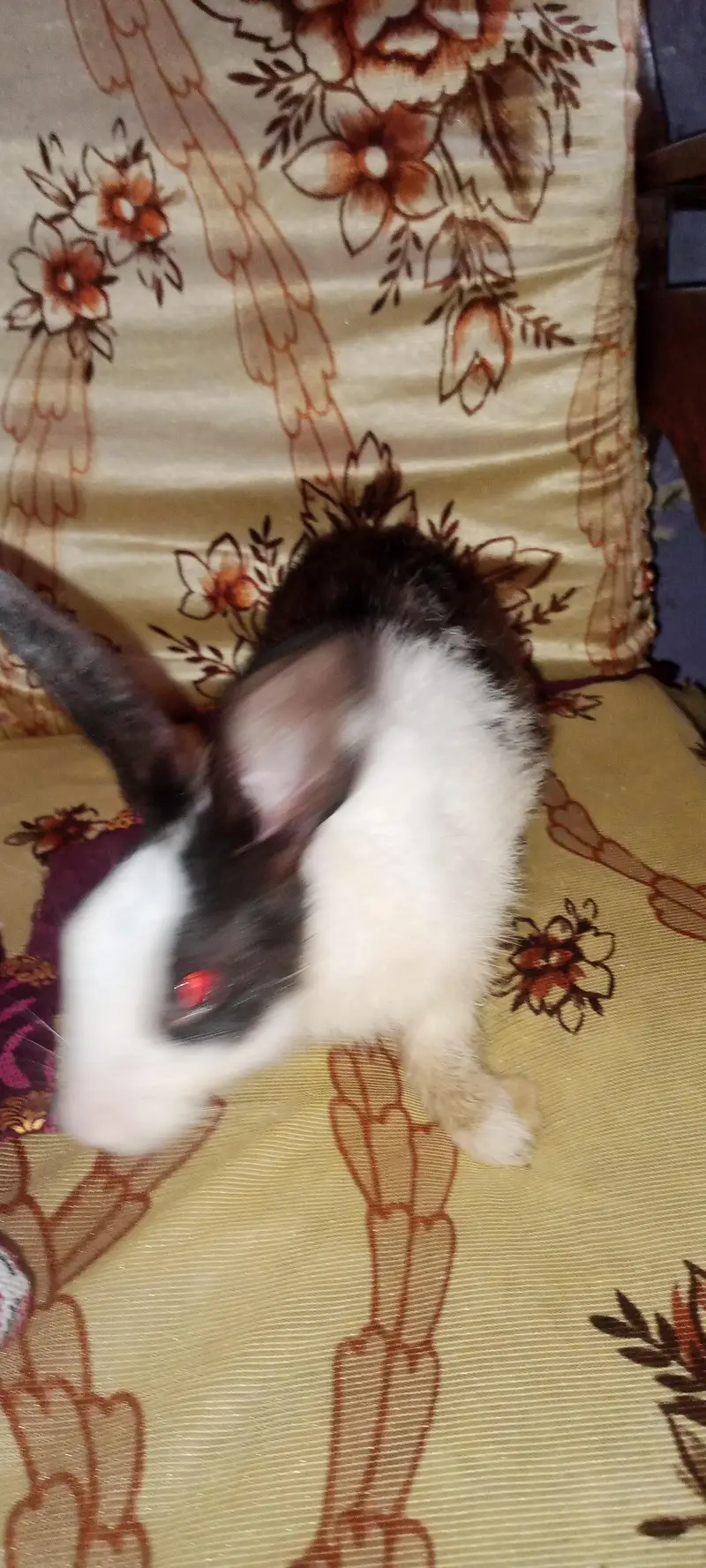 Rabbit baby