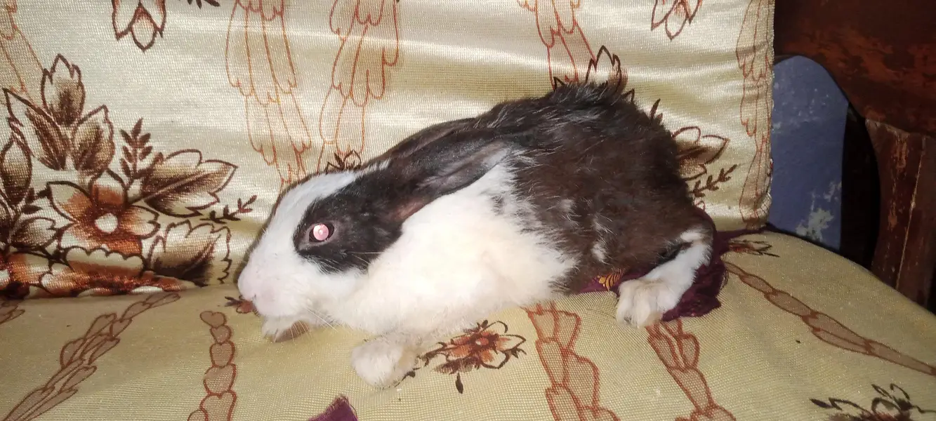 Rabbit baby — photo 2