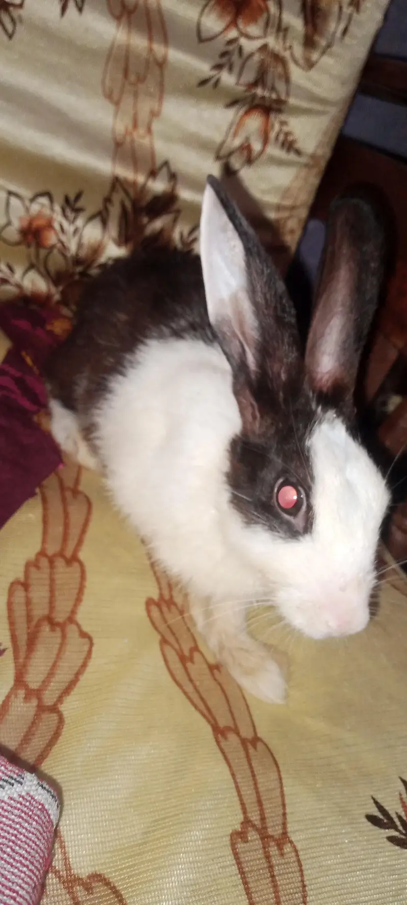 Rabbit baby — photo 3