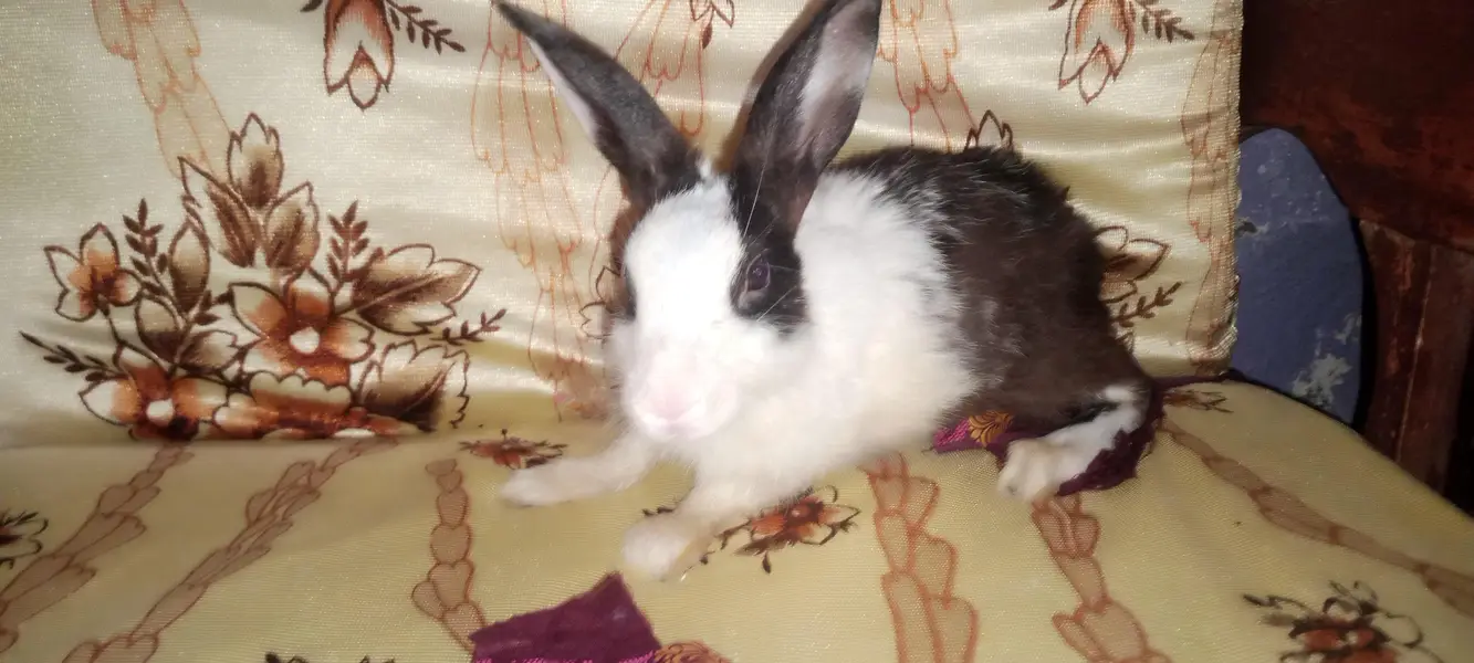 Rabbit baby — photo 4