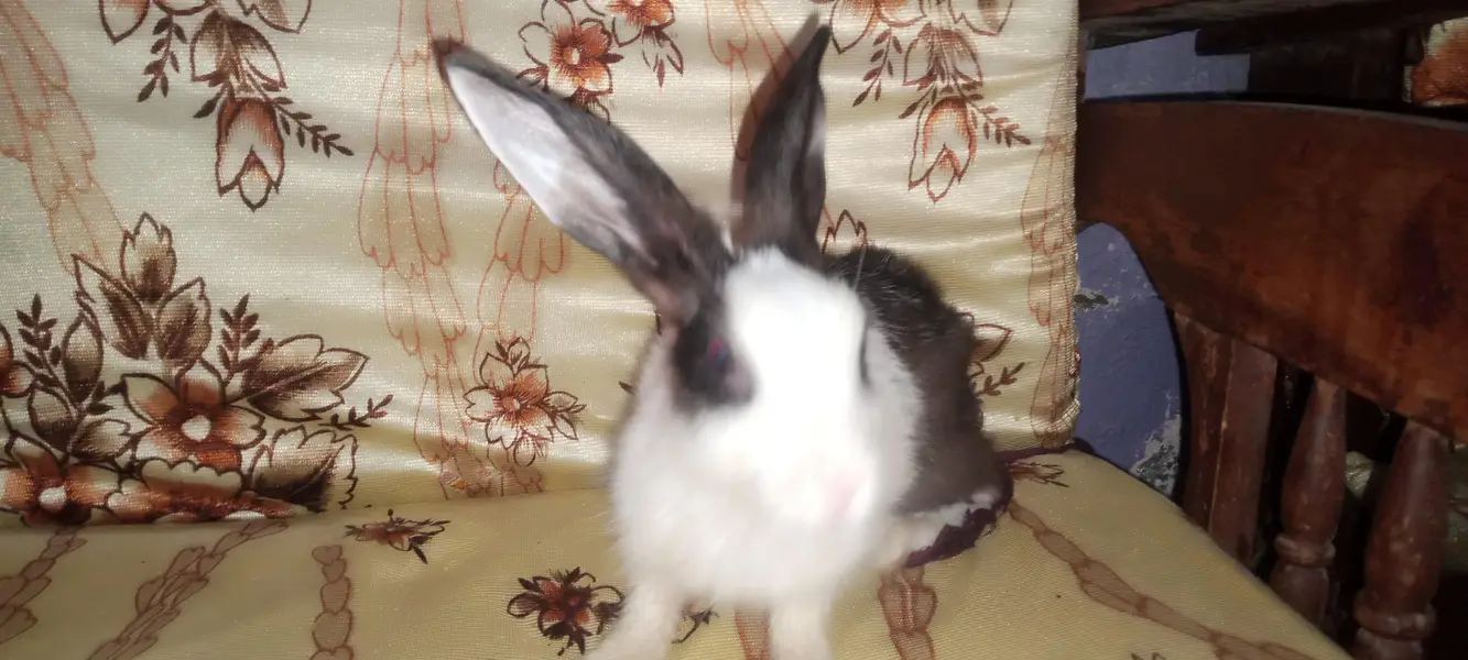Rabbit baby — photo 5