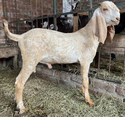 Makhi china bakra