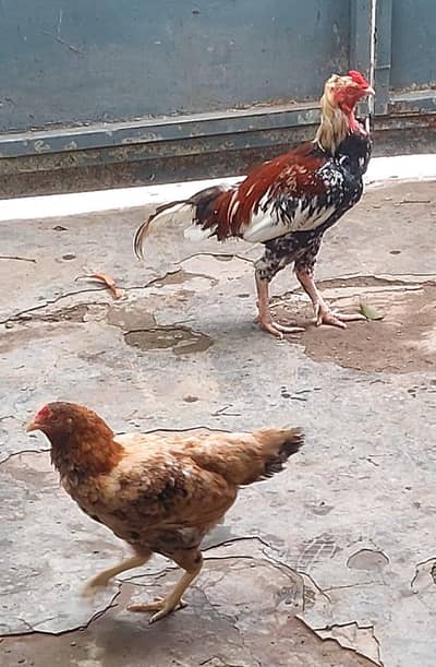 Aseel pair(urgent sale)