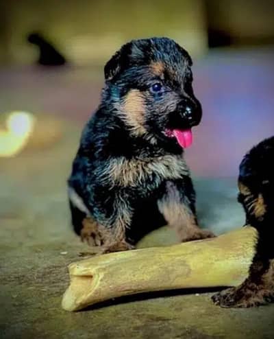 German shepherd puppy black mask