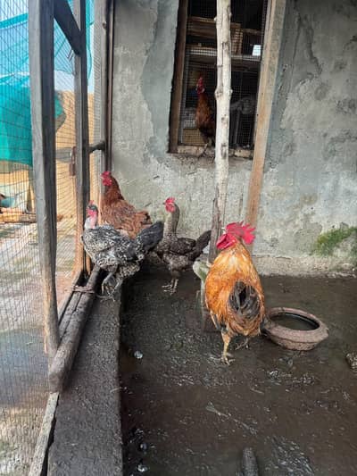 desi murgiyan egg laying hen