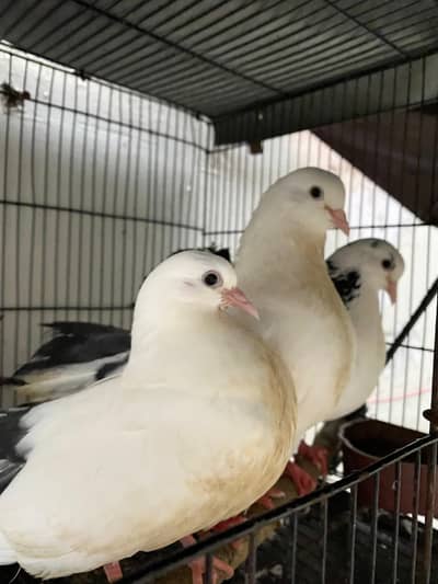 Beautiful Lucky Pigeon Pair with baby and eggs