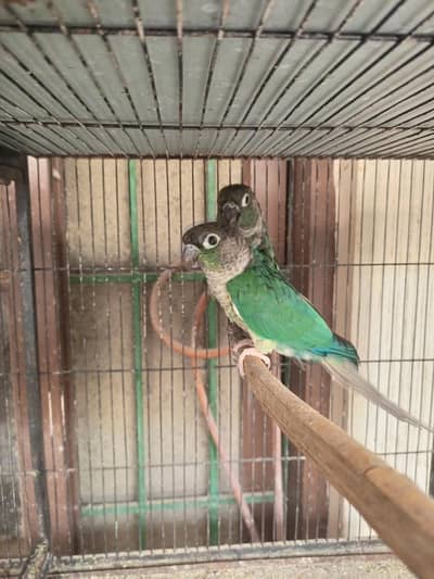 Blue Turquoise Double factor male/Black chest black feet female