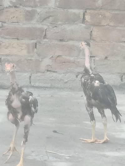 aseel chiks for sale