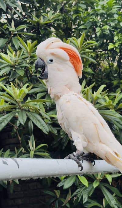 Moluccan cockatoo
